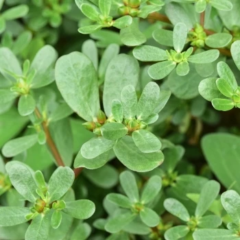 Portulaca oleracea (2 de 2)