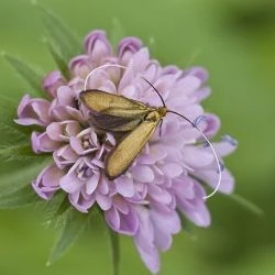 Nemophora metallica