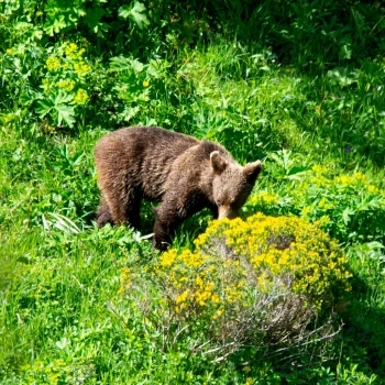 Oso pardo (Ursus arctos) (2 de 6)