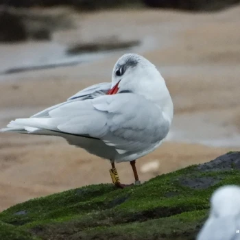 Larus melanocephalus (1 de 2)