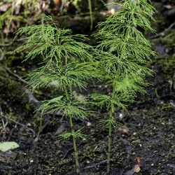 Equisetum sylvaticum