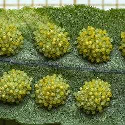 Fotografía Polypodium cambricum (3 de 3)