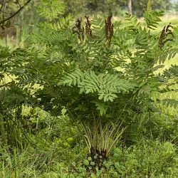 Osmunda regalis