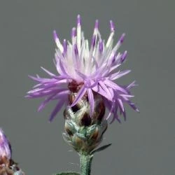 Centaurea alba subsp. alba