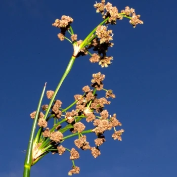 Scirpoides holoschoenus subsp. globifera