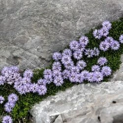 Globularia repens