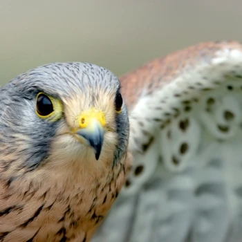 Fotografía Cernícalo vulgar (Falco tinnunculus) (2 de 2)