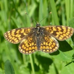 Melitaea deione (2 de 2)