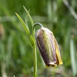 Fritillaria legionensis