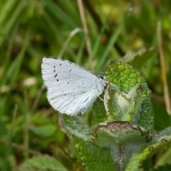 Celastrina argiolus