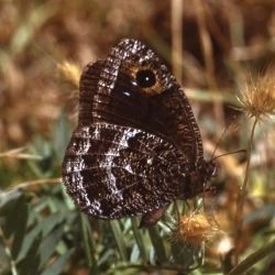 Satyrus actaea