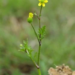 Ranunculus trilobus