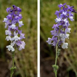 Linaria elegans