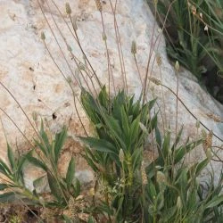 Plantago amplexicaulis subsp. amplexicaulis