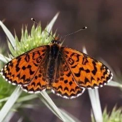 Fotografía Melitaea trivia (2 de 2)