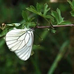 Aporia crataegi