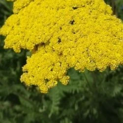 Achillea filipendulina