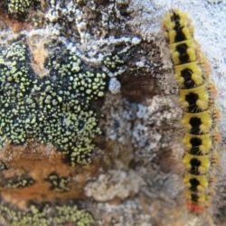 Acronicta euphorbiae