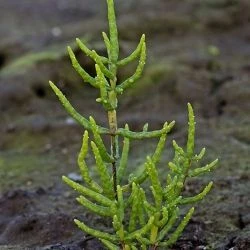 Salicornia dolichostachya