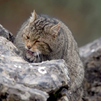 Fotografía Gato montés (Felis silvestris) (2 de 6)