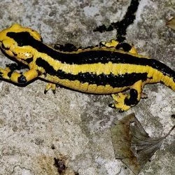 Salamandra salamandra