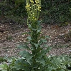 Verbascum lychnitis