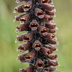 Digitalis parviflora