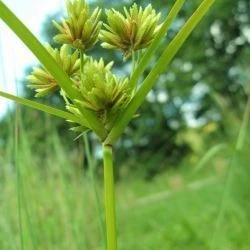 Inflorescencia