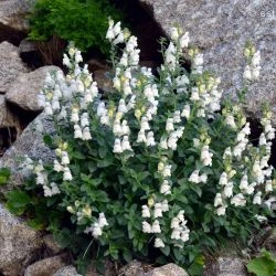 Antirrhinum grosii