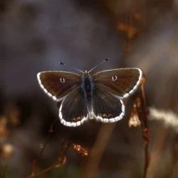 Aricia morronensis