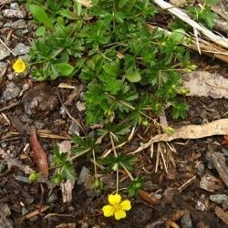 Potentilla erecta