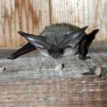 Murciélago orejudo gris (Plecotus austriacus) (2 de 4)