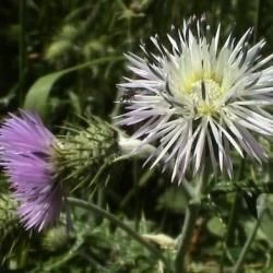 Galactites tomentosa