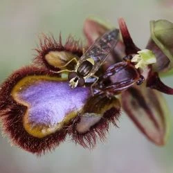 Guía de orquídeas silvestres