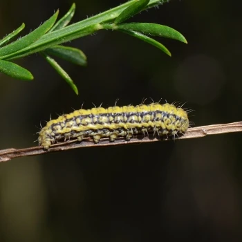 Heterogynis penella