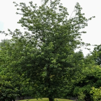 Prunus serotina