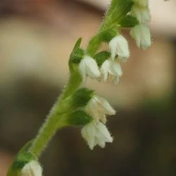 Flor, corola