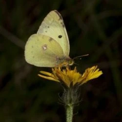 Fotografía Colias alfacariensis