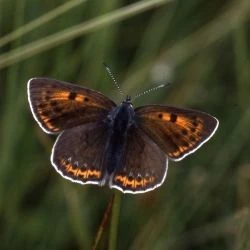 Lycaena hippothoe