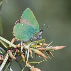 Fotografía Callophrys rubi