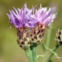 Centaurea langei