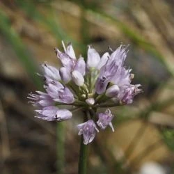 Allium lusitanicum