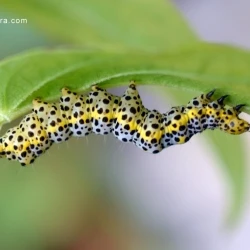 Abrostola asclepiadis