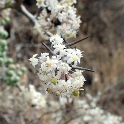 Asparagus albus