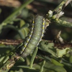 Zygaena fausta