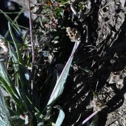 Plantago monosperma subsp. monosperma