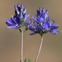 Veronica tenuifolia