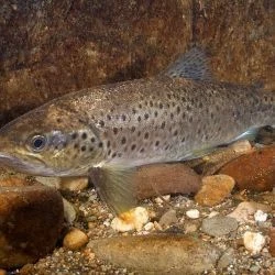 Salmo trutta (1 de 3)