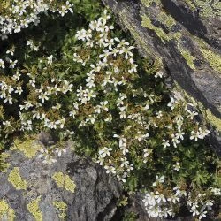 Saxifraga geranioides