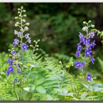 Delphinium staphisagria